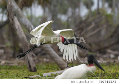 Jabiru Stork, in a marsh environment Jabiru Stork, in a marsh environment 139143323