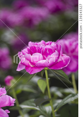 Pink peonies are in bloom in the peony garden. The name of this peony is Sarah Bernhardt. 139143327