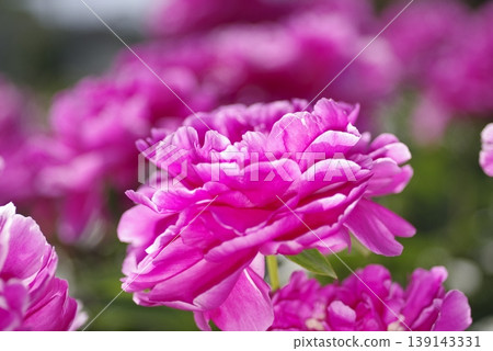Pink peonies are in bloom in the peony garden. The name of this peony is Sarah Bernhardt. 139143331