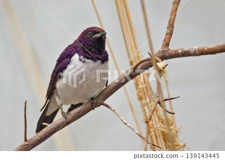 Violet-backed Starling, Cinnyricinclus leucogaste, perched in a tree Violet-backed Starling, Cinnyricinclus leucogaste, perched in a tree 139143445