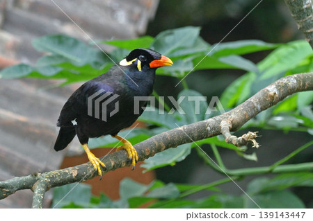 Common Hill Myna, Gracula religiosa, perched on a branch 139143447