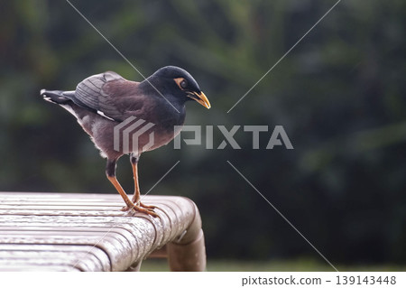 Common Myna, Acridotheres tristis, perched on a chair 139143448