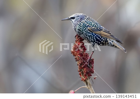 European Starling, Sturnus vulgaris, perched on a sumac blossom European Starling, Sturnus vulgaris, perched on a sumac blossom 139143451
