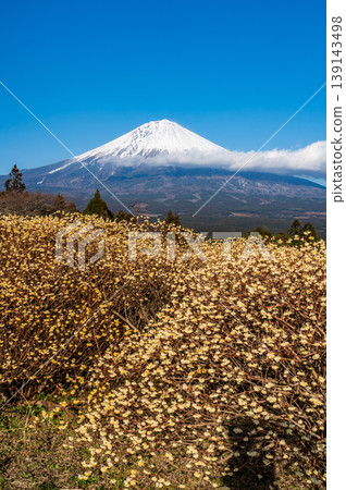 從白絲自然公園眺望三椏與富士山 從白絲自然公園眺望三椏與富士山 139143498