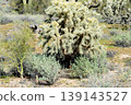 Cholla cactus, Sonora Desert, Mid Winter 139143527