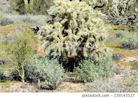 Cholla cactus, Sonora Desert, Mid Winter Cholla cactus, Sonora Desert, Mid Winter 139143527