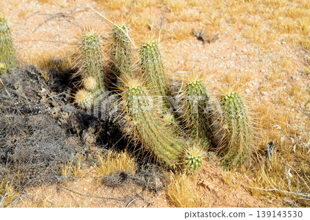 Hedge Hog cactus Hedge Hog cactus 139143530