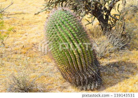 Arizona Barrel Cactus Sonora Desert 139143531