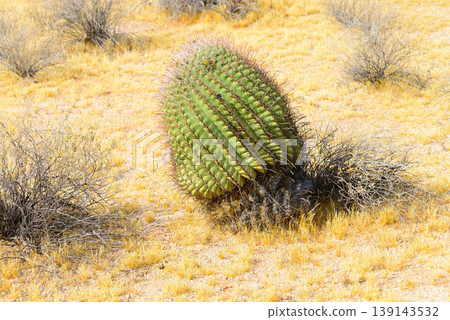 Arizona Barrel Cactus Sonora Desert 139143532