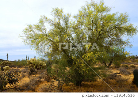 Palo Verde Tree, Sonora Desert, Spring and in bloom 139143536