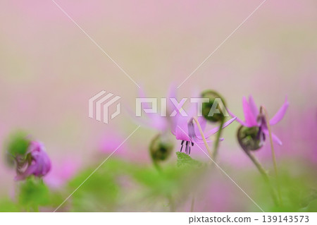 A village of clusters of dogtooth violets: The lovely dogtooth violet flowers, Akita Prefecture 139143573