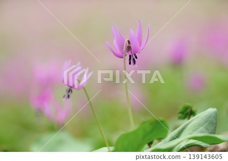 A village of clusters of dogtooth violets: The lovely dogtooth violet flowers, Akita Prefecture 139143605