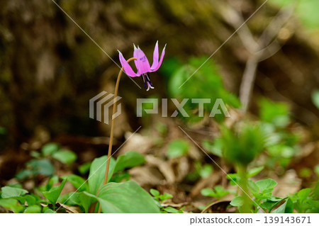 A village of clusters of dogtooth violets: The lovely dogtooth violet flowers, Akita Prefecture 139143671
