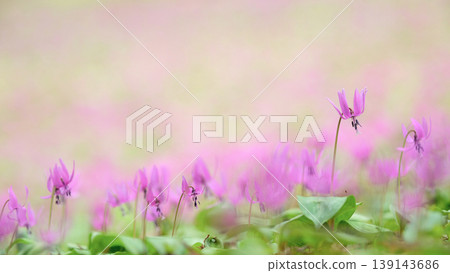 A village of clusters of dogtooth violets: The lovely dogtooth violet flowers, Akita Prefecture A village of clusters of dogtooth violets: The lovely dogtooth violet flowers, Akita Prefecture 139143686