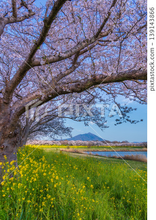 春天,櫻花盛開,筑波山從母島洪氾平原遠眺。 春天,櫻花盛開,筑波山從母島洪氾平原遠眺。 139143866