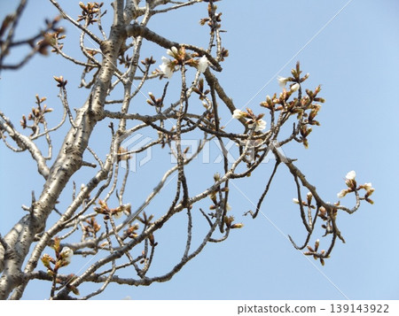 小島花卉協會花園裡的櫻花正值盛開。 139143922