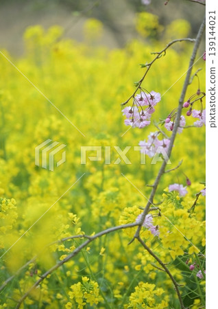 Rape blossoms blooming in the rape field Rape blossoms blooming in the rape field 139144021