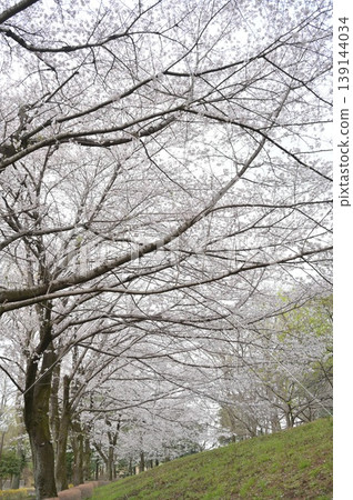 櫻花的風景 櫻花的風景 139144034