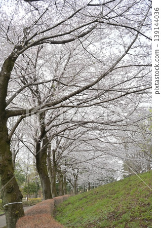 櫻花的風景 櫻花的風景 139144036