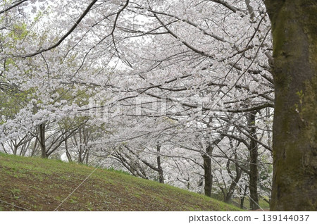 Scenery with cherry blossoms Scenery with cherry blossoms 139144037