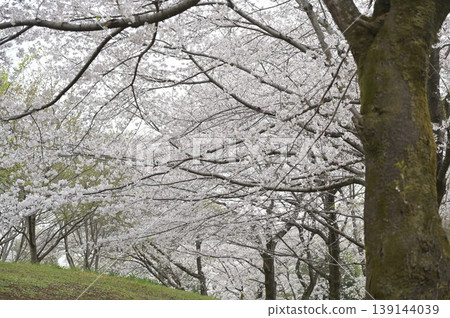 Scenery with cherry tree Scenery with cherry tree 139144039