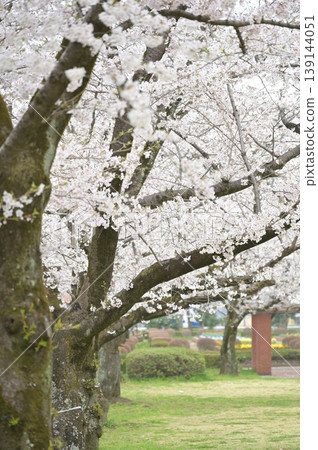 Cherry tree in full bloom Cherry tree in full bloom 139144051