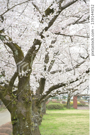 Cherry tree in full bloom Cherry tree in full bloom 139144052