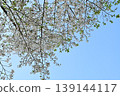 閃耀在藍天的櫻花 139144117