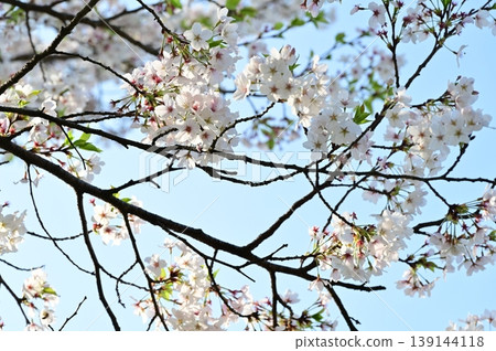 櫻花盛開在蔚藍的天空 139144118