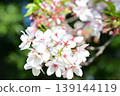 櫻桃花瓣 139144119