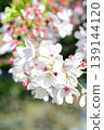 櫻花開了 139144120