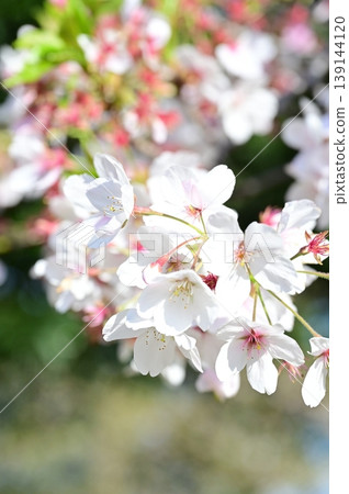 櫻花開了 139144120