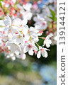 櫻花 139144121
