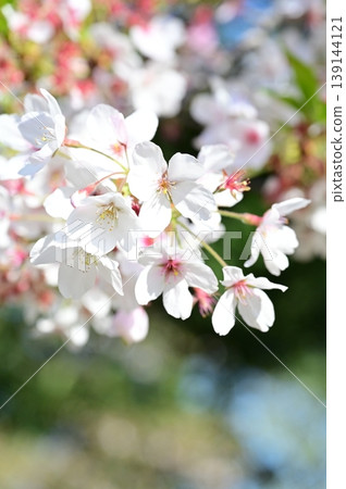 櫻花 139144121