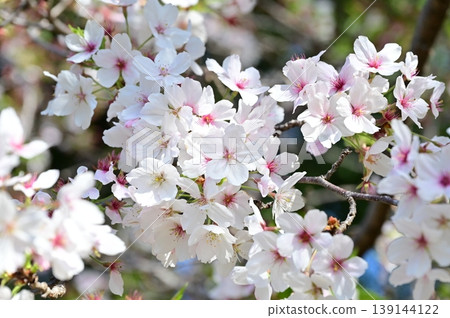 櫻花盛開預示著春天的到來 139144122