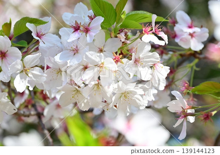 白色的櫻花 139144123