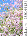 盛開的櫻花 139144124