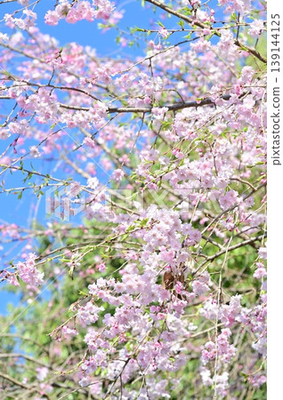 藍天映襯下的垂枝櫻花 139144125