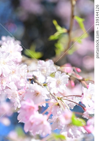 春天櫻花盛開 139144126