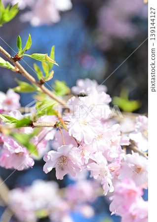 春天櫻花盛開 139144127