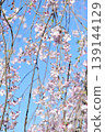 藍天映襯下的垂枝櫻花 139144129