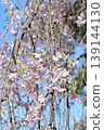 藍天映襯下的垂枝櫻花 139144130