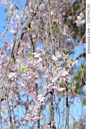 藍天映襯下的垂枝櫻花 139144130