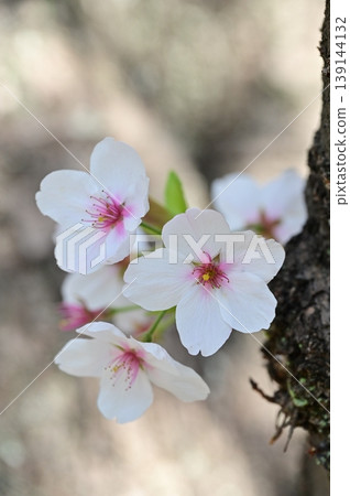 盛開在樹幹的櫻花 139144132