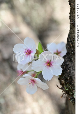 盛開在樹幹的櫻花 139144133