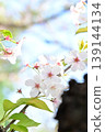 櫻花 139144134