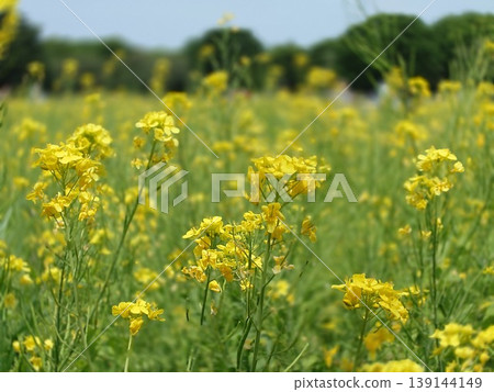 Rape blossoms spreading all over Rape blossoms spreading all over 139144149