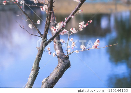 水邊的梅花，用正片底片拍攝。 139144163