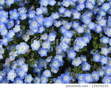 藍色粉蝶花 藍色粉蝶花 139144224