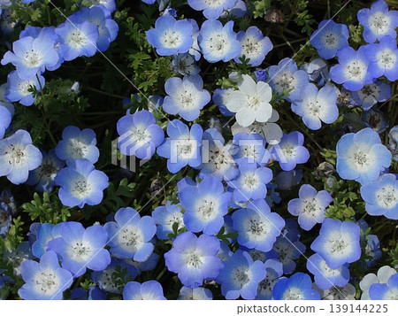 藍色的花 藍色的花 139144225